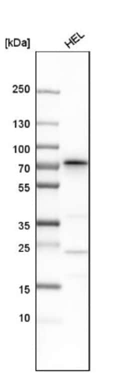 SDPR Antibody, Novus Biologicals 25 &mu;L; Unlabeled:Antibodies, Polyclonal